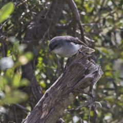 Eopsaltria georgiana at Yallingup, WA - 23 Aug 2023 02:45 PM