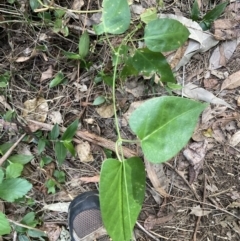 Araujia sericifera (Moth Plant) at Tarrawanna, NSW - 13 Oct 2023 by JohnGiacon