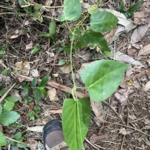 Araujia sericifera at Tarrawanna, NSW - 13 Oct 2023