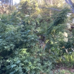 Sambucus nigra (Elderberry) at Tarrawanna, NSW - 13 Oct 2023 by JohnGiacon