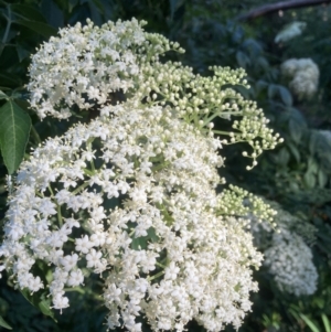 Sambucus nigra at Tarrawanna, NSW - 13 Oct 2023