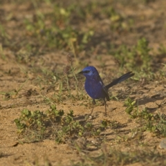 Malurus leucopterus (White-winged Fairywren) at Macleod, WA - 31 Aug 2023 by Trevor