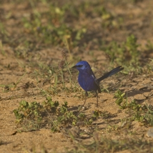 Malurus leucopterus at Macleod, WA - 31 Aug 2023 07:57 PM