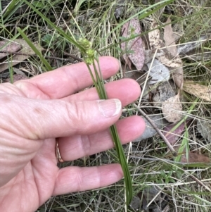 Carex inversa at Aranda, ACT - 13 Oct 2023