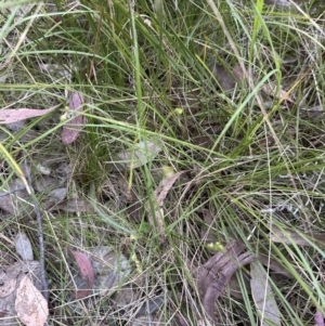 Carex inversa at Aranda, ACT - 13 Oct 2023