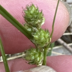 Carex inversa at Aranda, ACT - 13 Oct 2023 06:18 PM