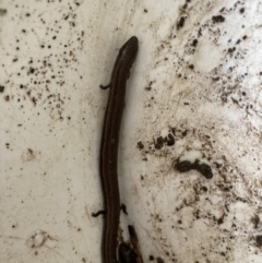 Saiphos equalis (Three-toed Skink) at Tarrawanna, NSW - 12 Oct 2023 by JohnGiacon