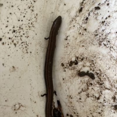 Saiphos equalis (Three-toed Skink) at Tarrawanna, NSW - 13 Oct 2023 by JohnGiacon