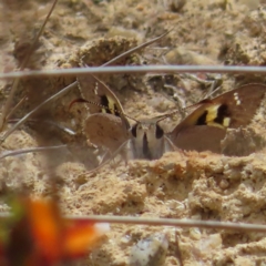 Trapezites phigalia (Heath Ochre) at QPRC LGA - 13 Oct 2023 by MatthewFrawley