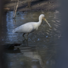 Platalea flavipes (Yellow-billed Spoonbill) at Murrumbidgee Valley Regional Park - 11 Sep 2023 by MichaelWenke