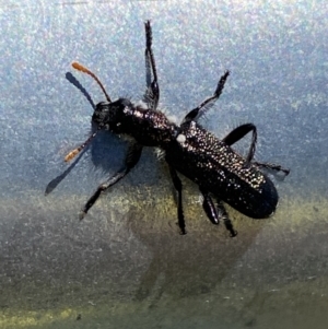 Eleale simplex at Molonglo Valley, ACT - 13 Oct 2023 11:00 AM