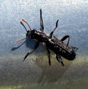 Eleale simplex at Molonglo Valley, ACT - 13 Oct 2023 11:00 AM