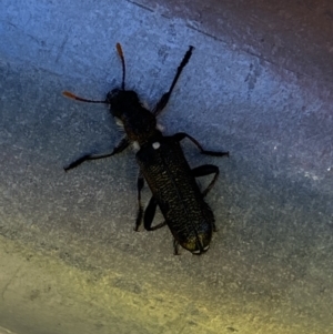 Eleale simplex at Molonglo Valley, ACT - 13 Oct 2023