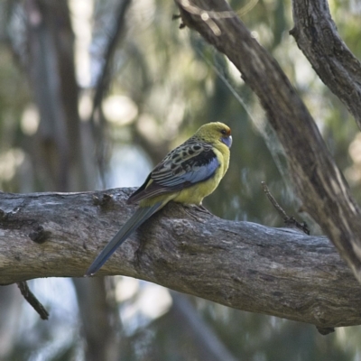 Platycercus elegans flaveolus (Yellow Rosella) at Murrumbidgee Valley Regional Park - 11 Sep 2023 by MichaelWenke