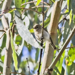 Petroica goodenovii (Red-capped Robin) at Darlington Point, NSW - 11 Sep 2023 by Trevor