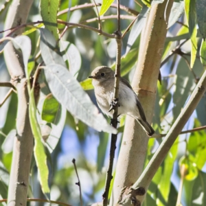 Petroica goodenovii at Darlington Point, NSW - 11 Sep 2023 10:05 AM