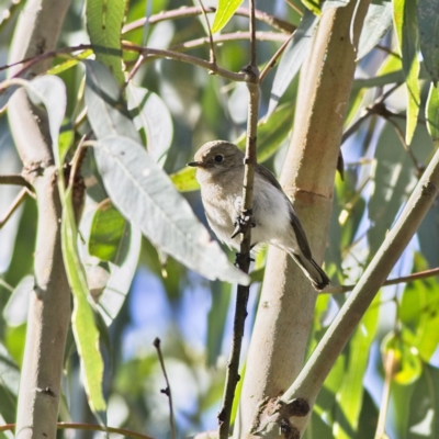 Petroica goodenovii (Red-capped Robin) at Murrumbidgee Valley Regional Park - 11 Sep 2023 by MichaelWenke