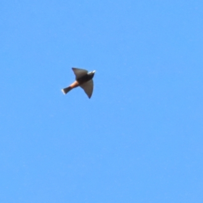 Artamus superciliosus (White-browed Woodswallow) at Buangla, NSW - 11 Oct 2023 by BenW