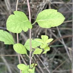 Lonicera japonica (Japanese Honeysuckle) at Aranda Bushland - 13 Oct 2023 by lbradley