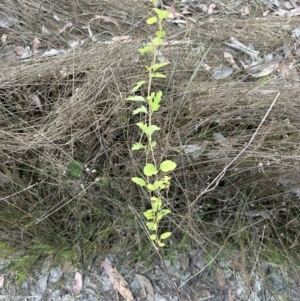 Lonicera japonica at Aranda, ACT - 13 Oct 2023