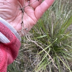 Lonicera japonica at Aranda, ACT - 13 Oct 2023 06:34 PM