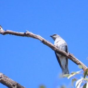 Coracina papuensis at Buangla, NSW - 11 Oct 2023 10:03 AM