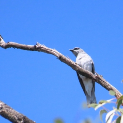 Coracina papuensis (White-bellied Cuckooshrike) at Buangla, NSW - 10 Oct 2023 by BenW