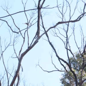 Coracina papuensis at Buangla, NSW - 11 Oct 2023