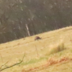 Dromaius novaehollandiae (Emu) at Sassafras, NSW - 13 Oct 2023 by BenW