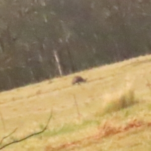 Dromaius novaehollandiae at Sassafras, NSW - 13 Oct 2023