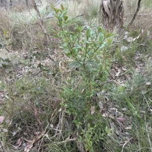 Ligustrum lucidum at Aranda, ACT - 13 Oct 2023