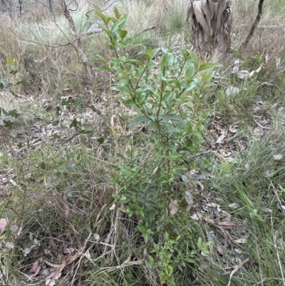 Ligustrum lucidum (Large-leaved Privet) at Aranda, ACT - 13 Oct 2023 by lbradley