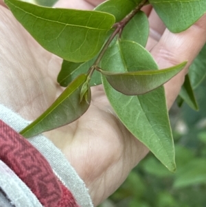 Ligustrum lucidum at Aranda, ACT - 13 Oct 2023