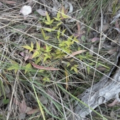 Nandina domestica (Sacred Bamboo) at Aranda, ACT - 13 Oct 2023 by lbradley