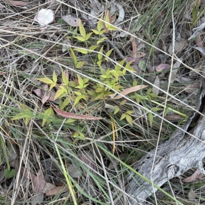 Nandina domestica (Sacred Bamboo) at Aranda Bushland - 13 Oct 2023 by lbradley