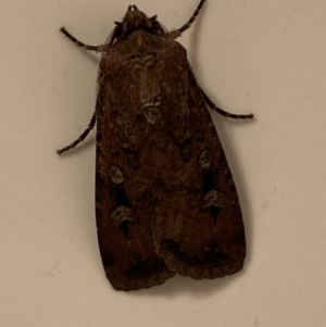 Agrotis infusa at Jerrabomberra, NSW - suppressed