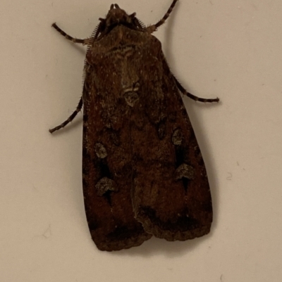 Agrotis infusa (Bogong Moth, Common Cutworm) at Jerrabomberra, NSW - 11 Oct 2023 by SteveBorkowskis