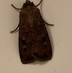 Agrotis infusa at Jerrabomberra, NSW - suppressed