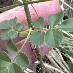 Rosa rubiginosa at Aranda, ACT - 13 Oct 2023 06:41 PM