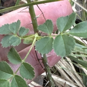 Rosa rubiginosa at Aranda, ACT - 13 Oct 2023 06:41 PM