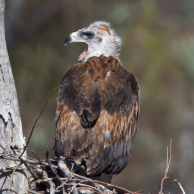Aquila audax (Wedge-tailed Eagle) at Majura, ACT - 9 Oct 2023 by jb2602