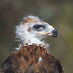 Aquila audax at Majura, ACT - suppressed