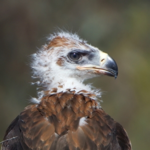 Aquila audax at Majura, ACT - suppressed