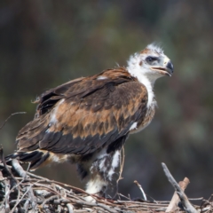 Aquila audax at Majura, ACT - suppressed