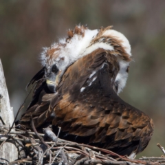 Aquila audax at Majura, ACT - suppressed