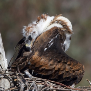 Aquila audax at Majura, ACT - suppressed