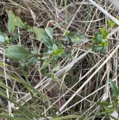 Billardiera heterophylla (Western Australian Bluebell Creeper) at Belconnen, ACT - 13 Oct 2023 by lbradley