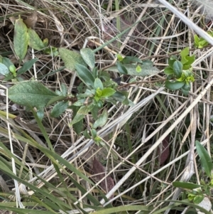 Billardiera heterophylla at Aranda, ACT - 13 Oct 2023