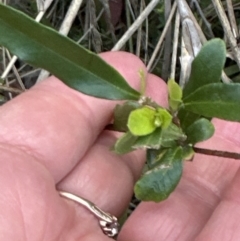 Billardiera heterophylla at Aranda, ACT - 13 Oct 2023