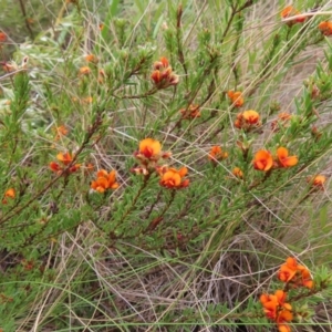 Pultenaea subspicata at Bombay, NSW - 13 Oct 2023 02:44 PM